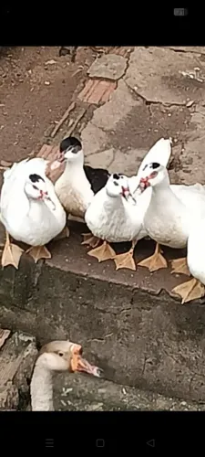 Pato ?