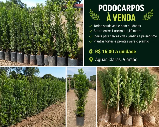 Podocarpos