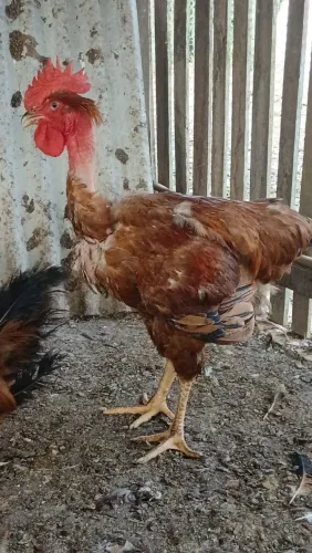 CAIPIRÃO DE QUALIDADE - SÍTIO VOVÓ DINOCA - 3KG OU MAIS.