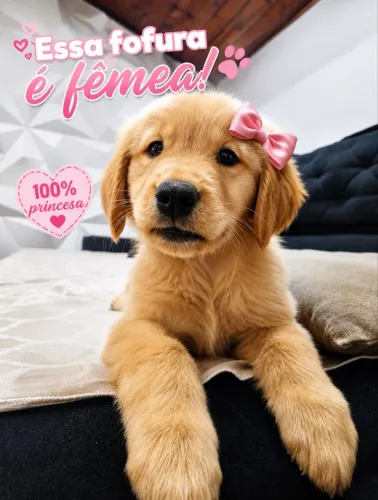 Filhotes de Golden Retriever