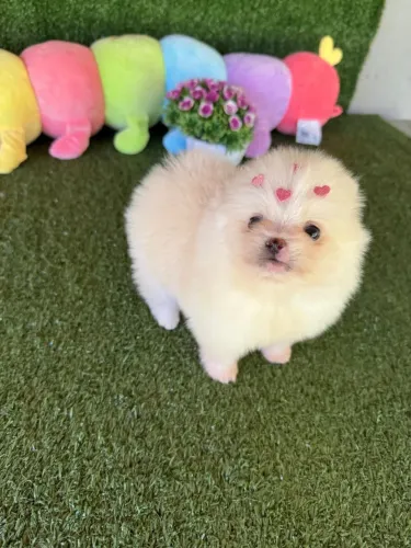 Vendo Lulu anão fêmea