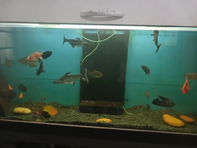 Aquário jumbo completo 2mtrs x70x50