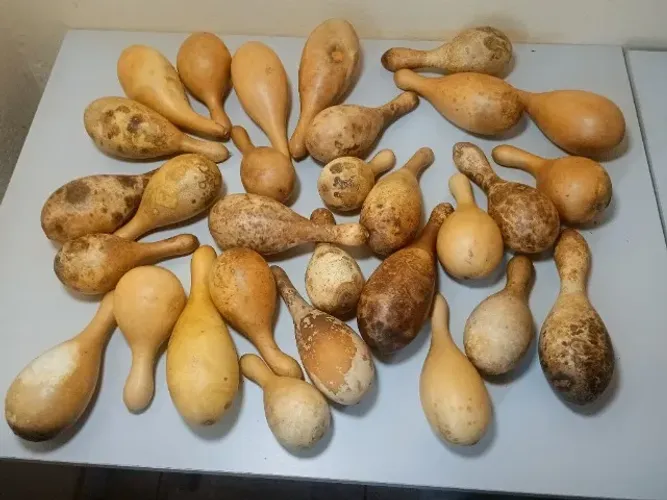 330 cabaças a venda!