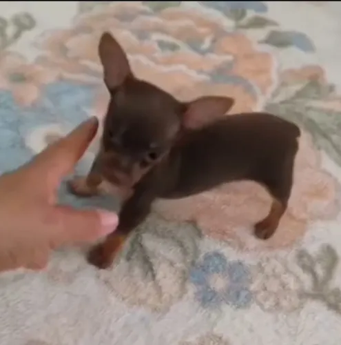 Pinscher fêmea a menor da raça