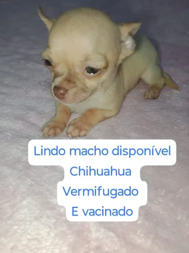 Filhote Macho De Chihuahua