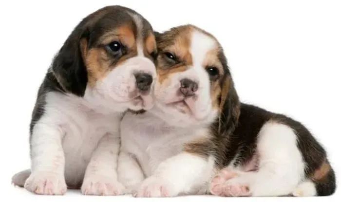 Beagle Mini Filhotes Baby Face.