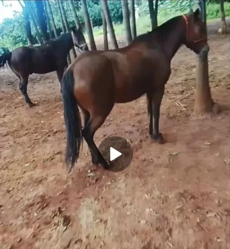 Petiço manso
