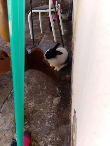 Doação de coelha