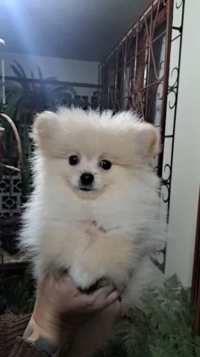 Lindo machinho de Spitz Alemão/Lulu da Pomerânia com 90 dias