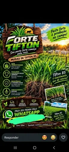 Mudinhas de tifton ou tífico