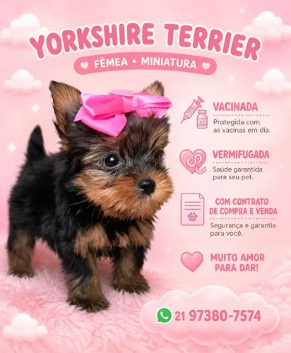 Yorkshire filhote miniatura 