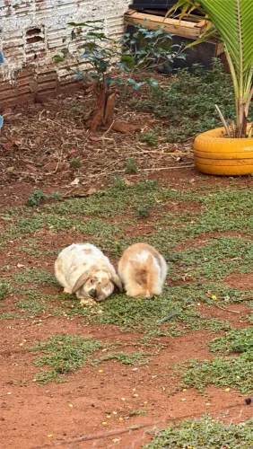 Casal de coelhos