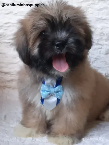 lhasa apso aquira hoje o seu so machinhos cn ursinhos puppies 