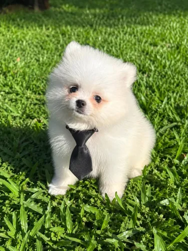 Spitz alemão fêmea e macho