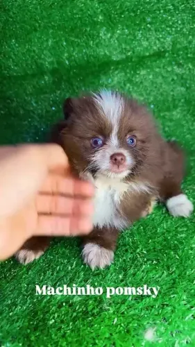 Filhotes Pomsky à Venda com Pedigree - Brasília