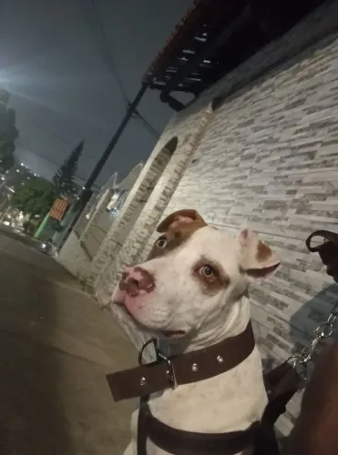 Vendo Pitbull filhote RED NOSE 400$ , 4messes , interessados chama no PV pra ver as foto 