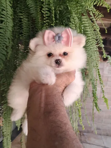 Lulu da Pomerânia fêmeas um encanto !