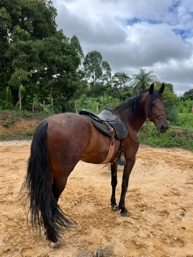 Cavalo castrado registrado