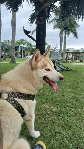 2 Husky Siberiano- Macho e Femea
