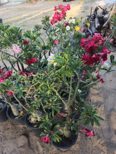 ROSAS DO DESERTO ENXERTOS
