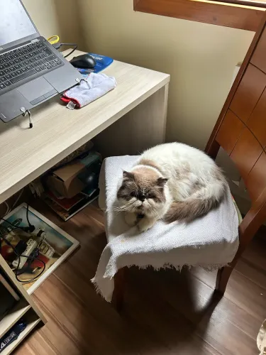 Gatos