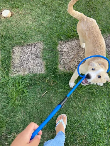 Adoção de Cachorro