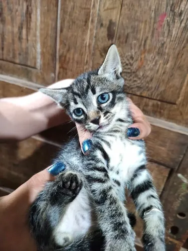 Gatinho