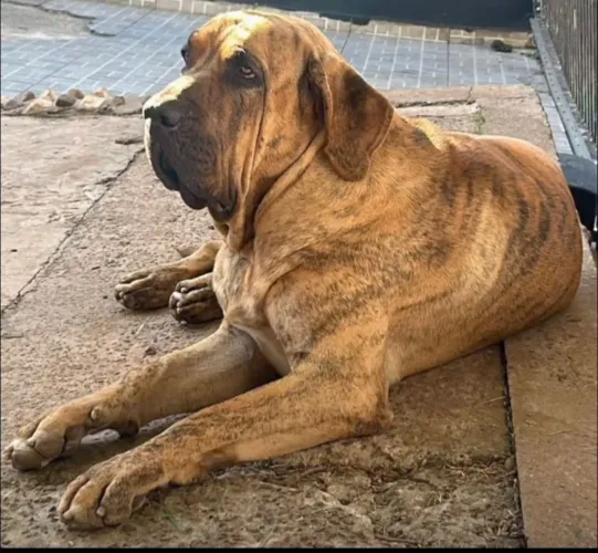 fila brasileiro macho dois anos e meio tigrado. 