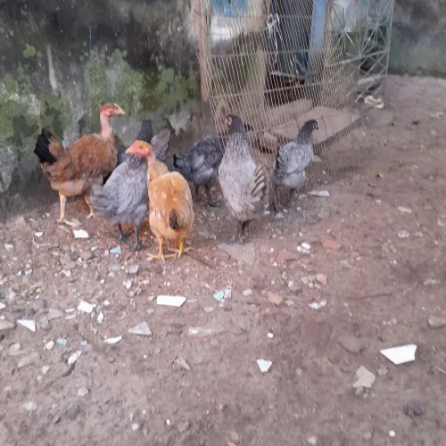 Vendo 