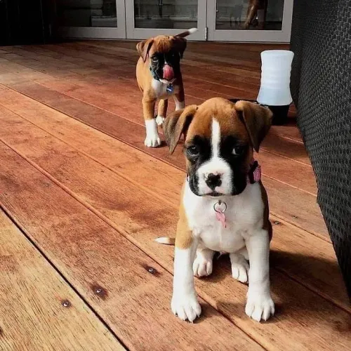 Boxer Lindos filhotes macho e fêmea 