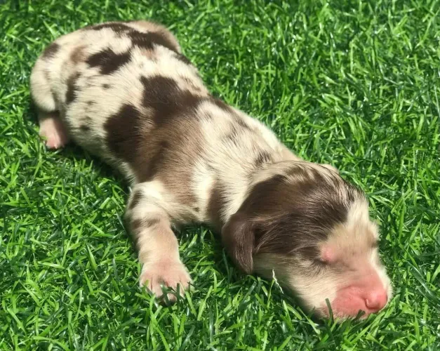 Dachshund pelo longo