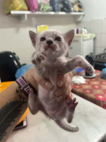 Adoção de gatinhos 