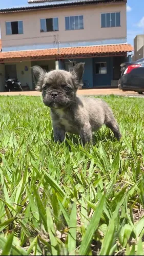 Bulldog francês fluffy