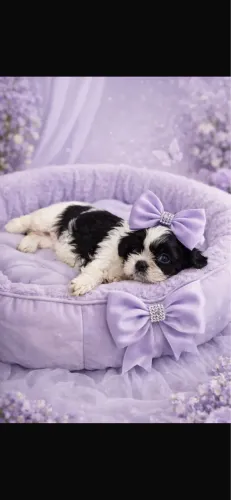 Shih-tzu com 62 dias fêmea vermifugada 