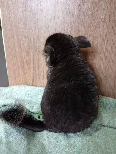 Filhote chinchila