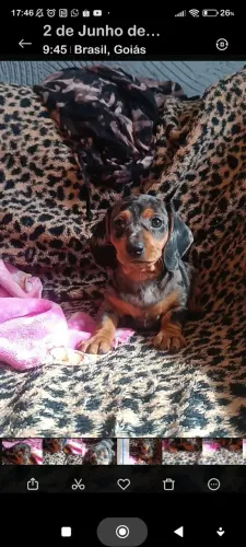 Dachshund, Bassê, Basset, Salsichinha, Tekel, Mofadinho