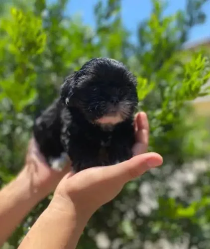 Promoção! Vendo 2 lindas filhotes de Lhasa apso