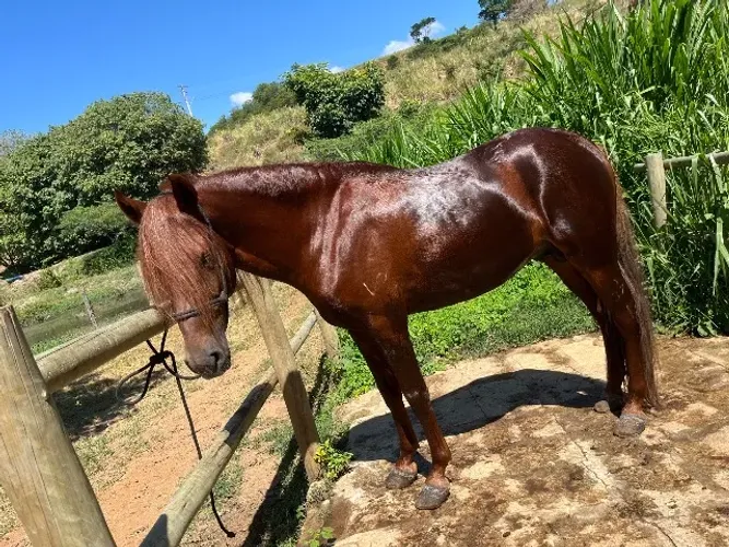 Cavalo garanhão à venda 