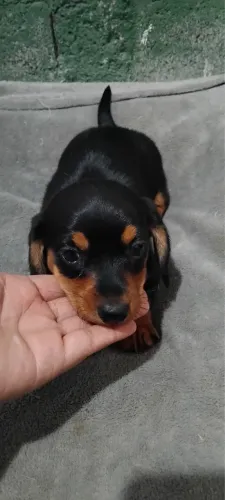 Teckel miniatura