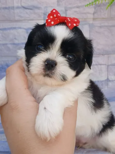 Shitzu fêmea mini pandinha olhos azuis