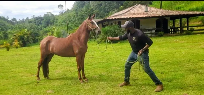 Egua jovem de pista, registrada 5 anos 30 parcelas de RS 700,00 no carnê