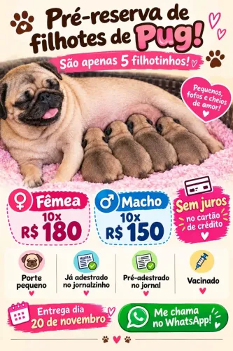 Lindos filhotes de Pug esperando para alegrar sua casa.