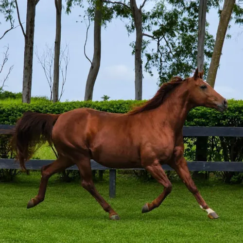 égua mangalarga 