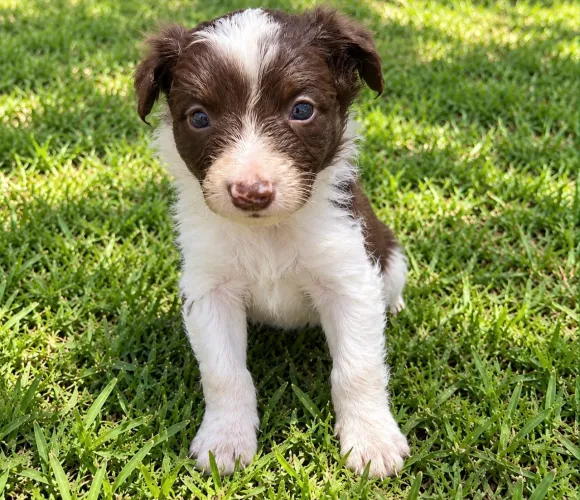 Lindos Filhotes Border Collie branco e chocolate