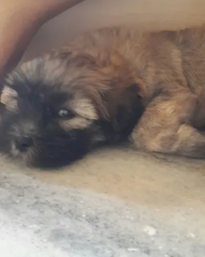 ?Filhotes de Lhasa Apso à venda - aproveite?