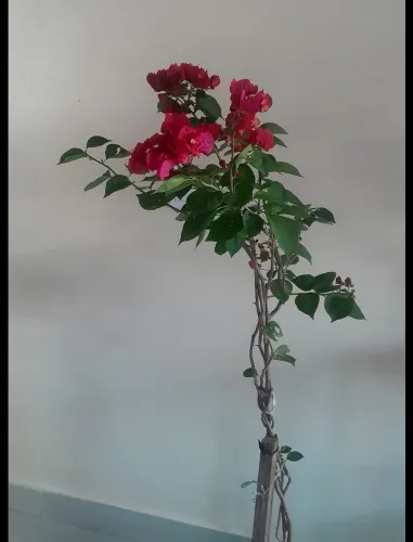 Boungaville vermelha - 1,30cm 
