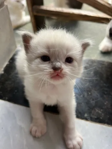 Gatos angoras filhotes fofinhos