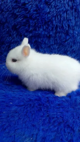 Genética selecionada (minis coelhos)