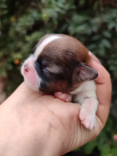 Filhotes de Shitzu / Shi tzu para reserva