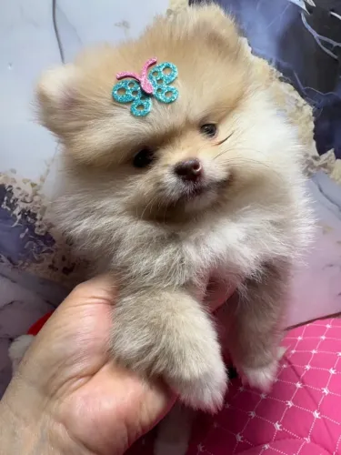 Spitz alemão anao machos e femeas